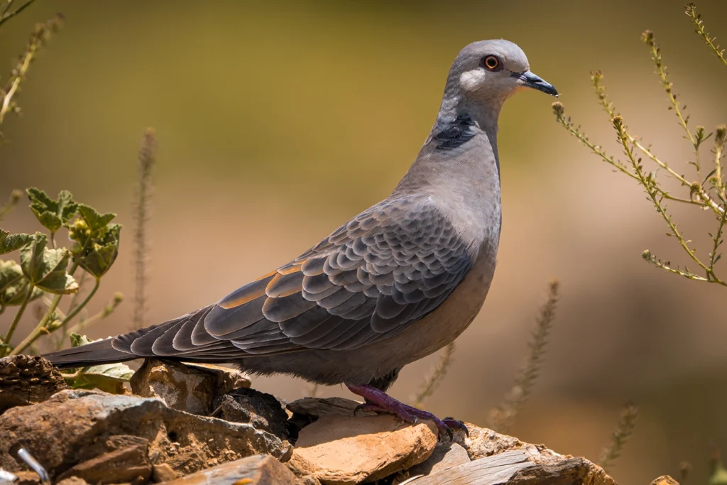 طائر القمري الداكن الجبلي (Streptopelia lugens) في المرتفعات الجنوبية الغربية