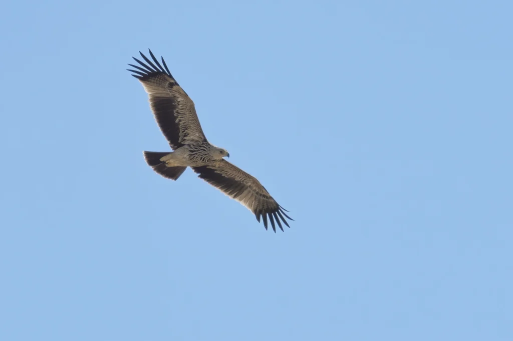 عُقَابٌ مَلَـكِيَّةٌ شَرْقِيَّةٌ: عقاب ملكية شرقية (Eastern Imperial Eagle) - تصوير فيصل هجول