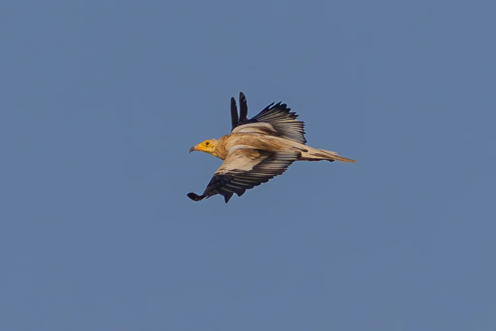 رَخَمَةٌ: طائر الرخمة المصرية (Egyptian Vulture) في البرية - تصوير فيصل هجول