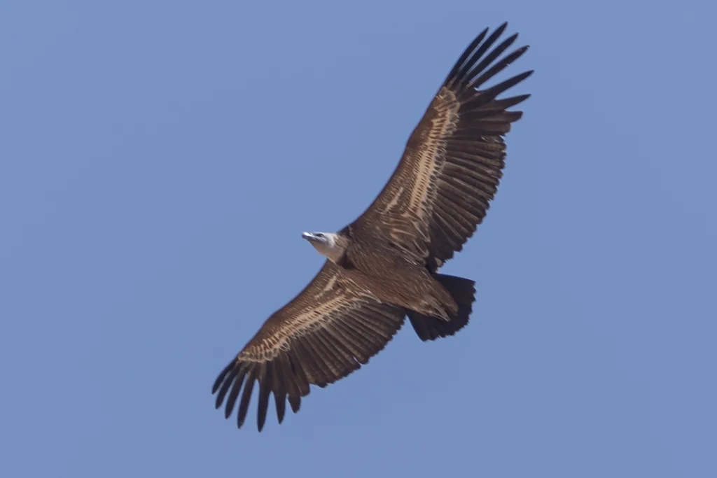 نَسْرٌ أَوْرَاِسِيٌّ: نسر أوراسي (Griffon Vulture) أثناء الطيران - تصوير فيصل هجول