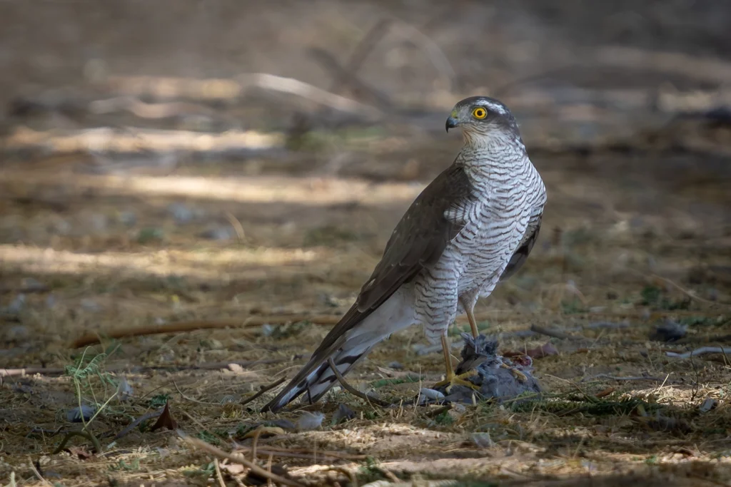 بَاشَقٌ أوْرَاسِيٌّ: باشق أوراسي (Eurasian Sparrowhawk) - تصوير فيصل هجول