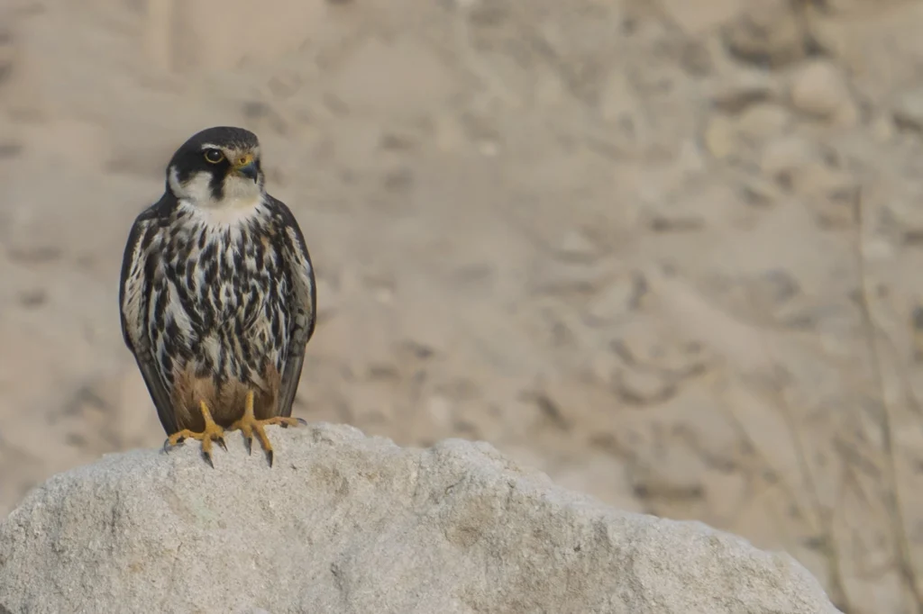 شُوَيهِينٌ أَوْرَاسِيٌّ: شويهين أوراسي (Eurasian Hobby) - تصوير فيصل هجول