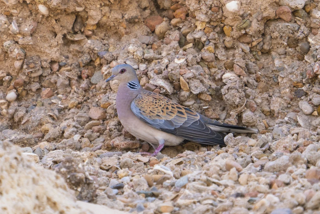 طائر القمري الأوروبي (Streptopelia turtur) متوقف للاستراحة  خلال رحلة الهجرة الخريفية