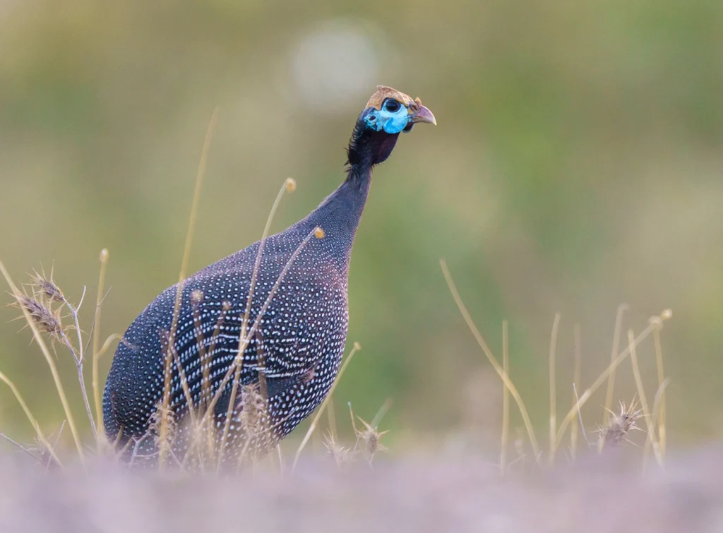 دجاج غينيا الخوذي (Numida meleagris) طليقاً في البرية في أودية جازان جنوب السعودية
