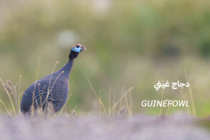 GUINEFOWL