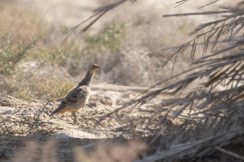 صورة الدراج/الحجل الرمادي:الدراج الرمادي (Ortygornis pondicerianus) في بيئة زراعية بمحافظة القطيف بالمنطقة الشرقية