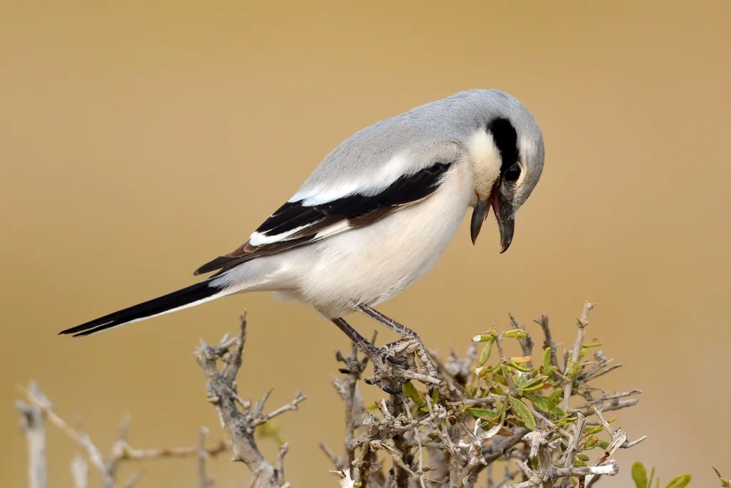 Great Grey Shrike