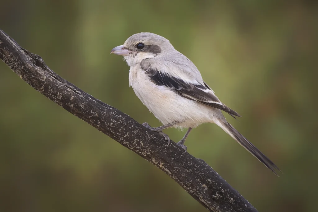 Great Grey Shrike2