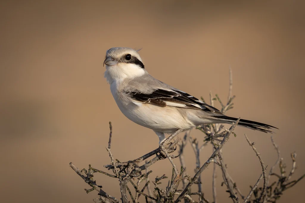 Great Grey Shrike3