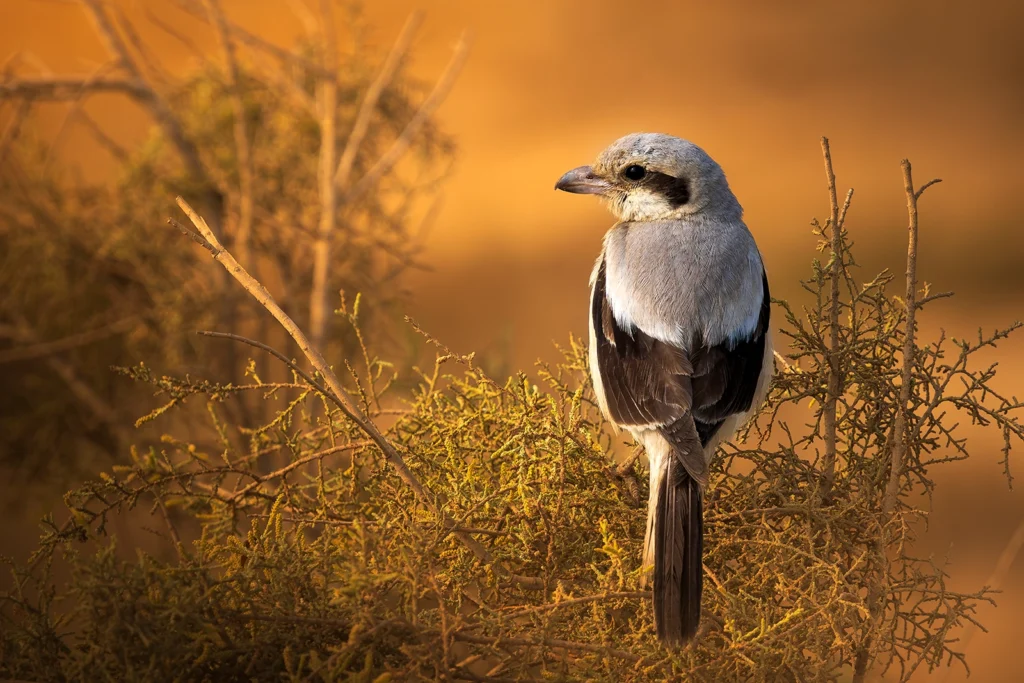 Great Grey Shrike4