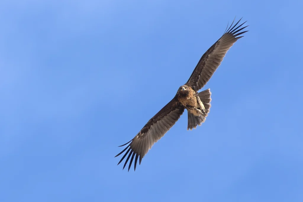 عُقَابٌ رَقْطَاءُ كُبْرَى: عقاب رقطاء كبرى (Greater Spotted Eagle) - تصوير فيصل هجول