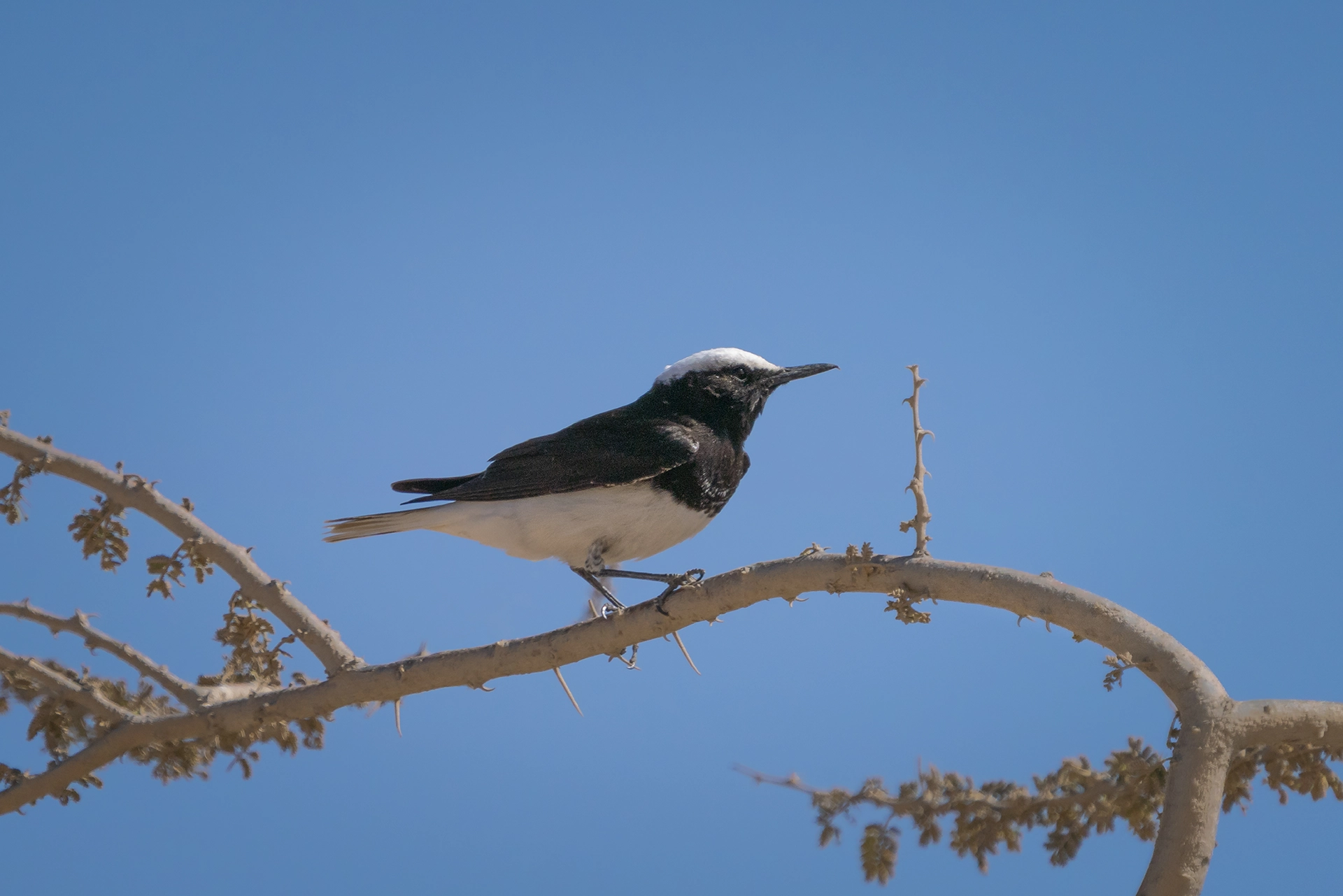 في أثر «الفَقاق» | رحلة توثيق 15 وجهاً لجنس «Oenanthe» 10 Hooded Wheatear