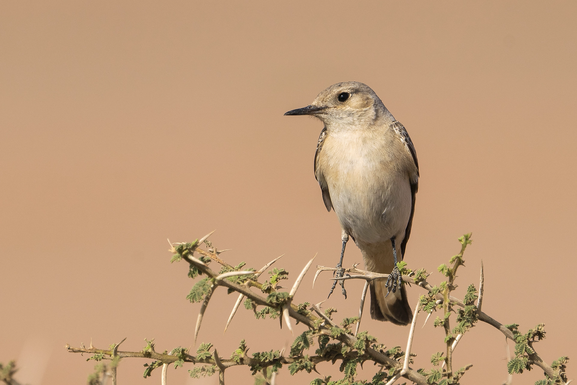 في أثر «الفَقاق» | رحلة توثيق 15 وجهاً لجنس «Oenanthe» 11 Hooded Wheatear2