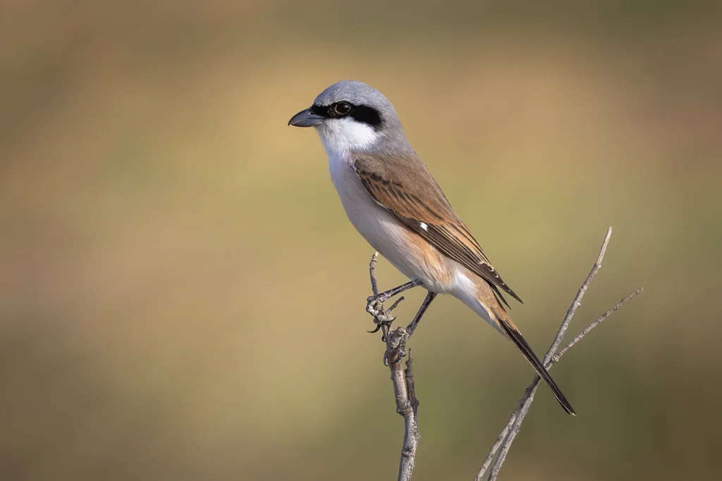 Hybrid shrike