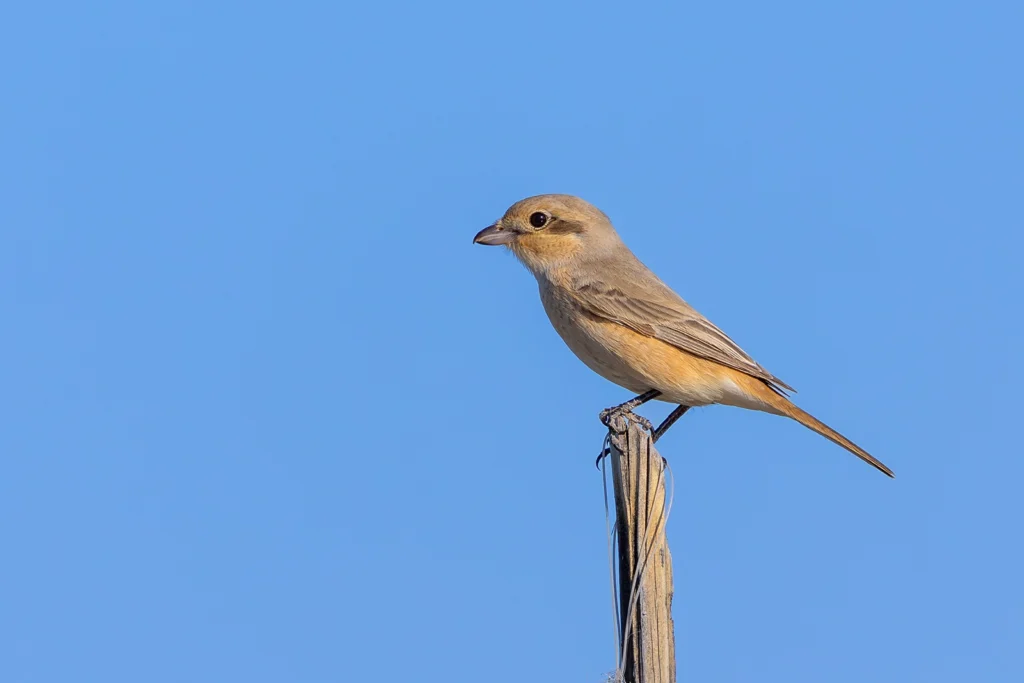 Isabelline Shrike