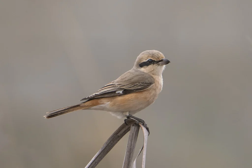 Isabelline Shrike2
