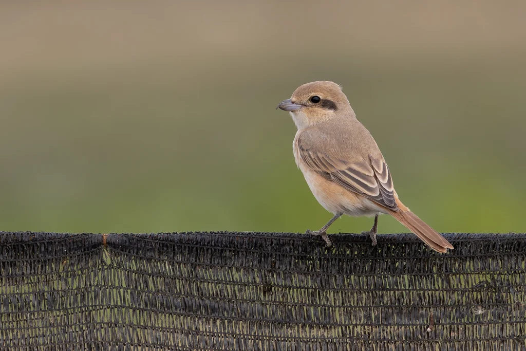 Isabelline Shrike3
