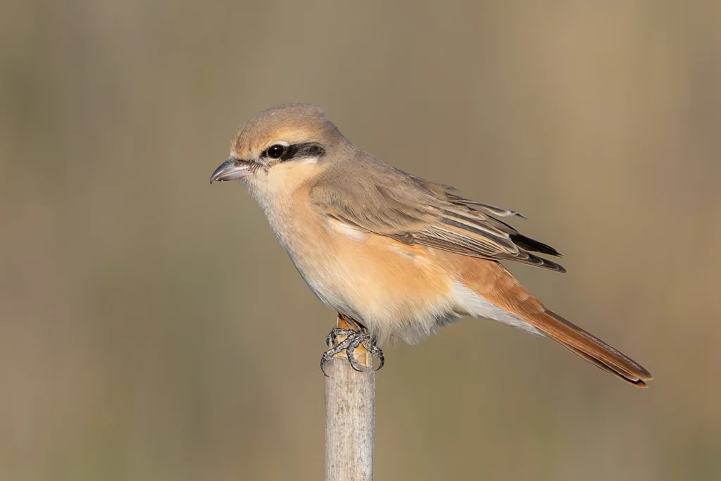 Isabelline Shrike4