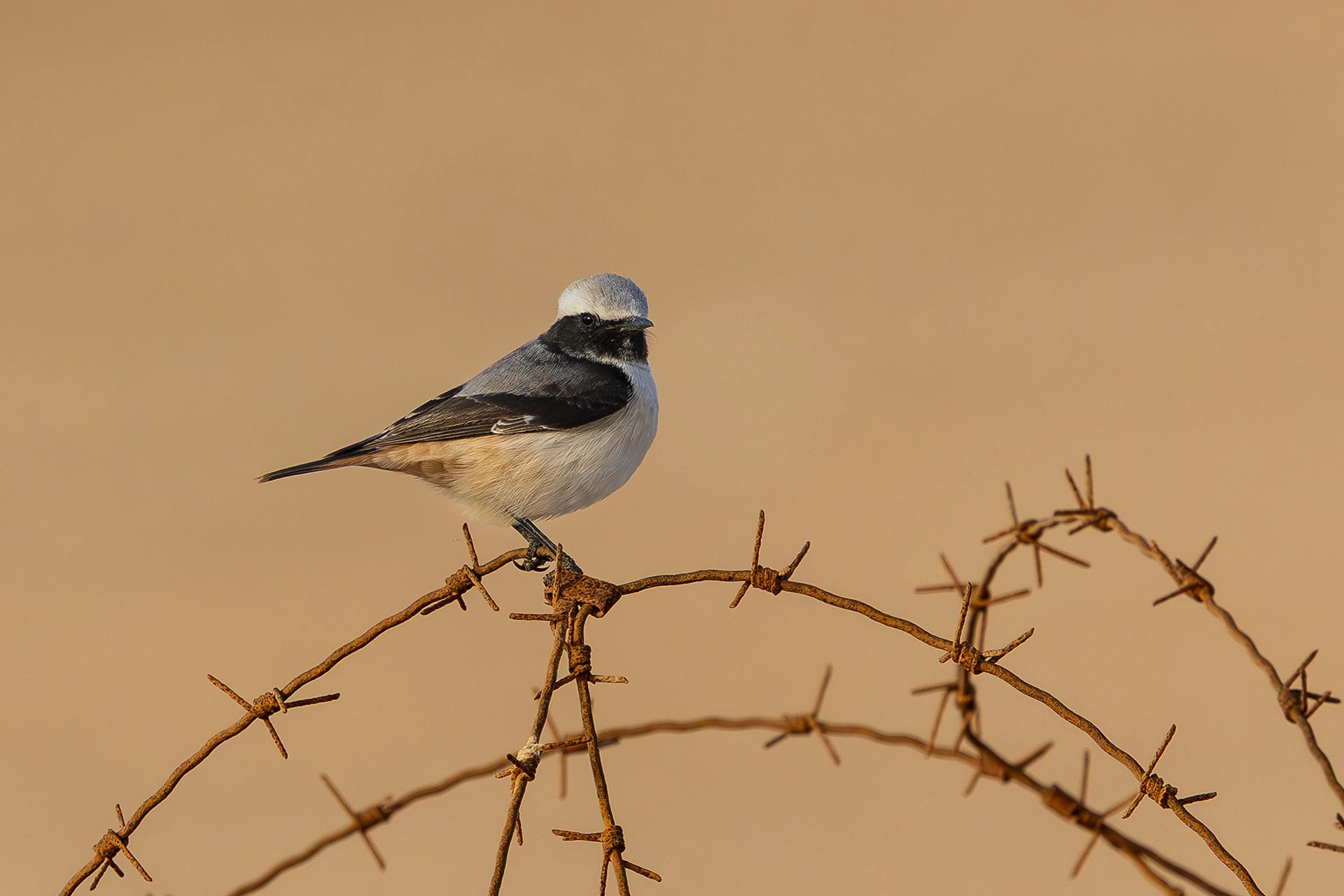 في أثر «الفَقاق» | رحلة توثيق 15 وجهاً لجنس «Oenanthe» 42 Kurdish Wheatear2