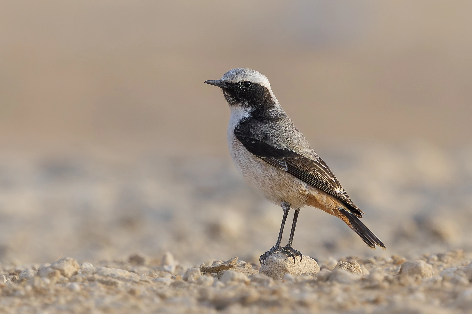 في أثر «الفَقاق» | رحلة توثيق 15 وجهاً لجنس «Oenanthe» 41 Kurdish Wheatear3