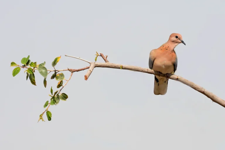 دُبْسِيٌّ (Spilopelia senegalensis) في موطنه بالمملكة العربية السعودية