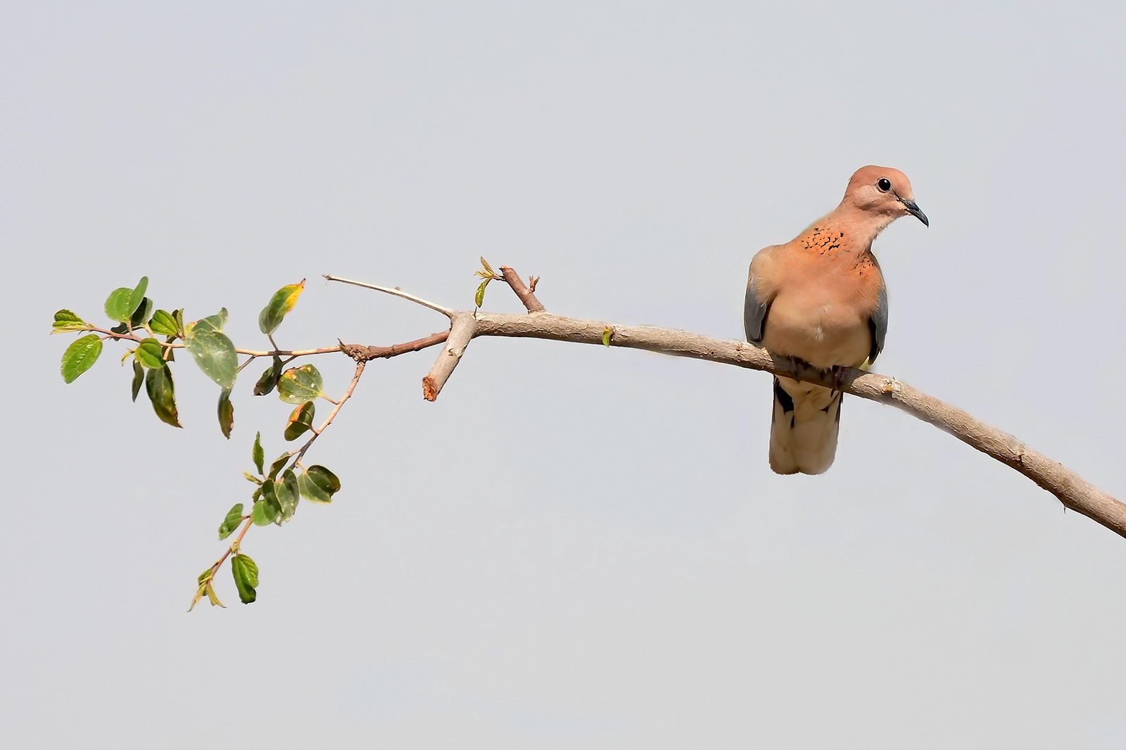 دُبْسِيٌّ (Spilopelia senegalensis) في موطنه بالمملكة العربية السعودية