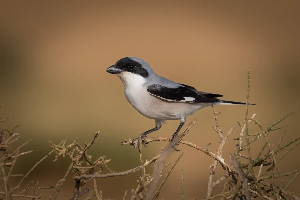 Lesser Grey Shrike