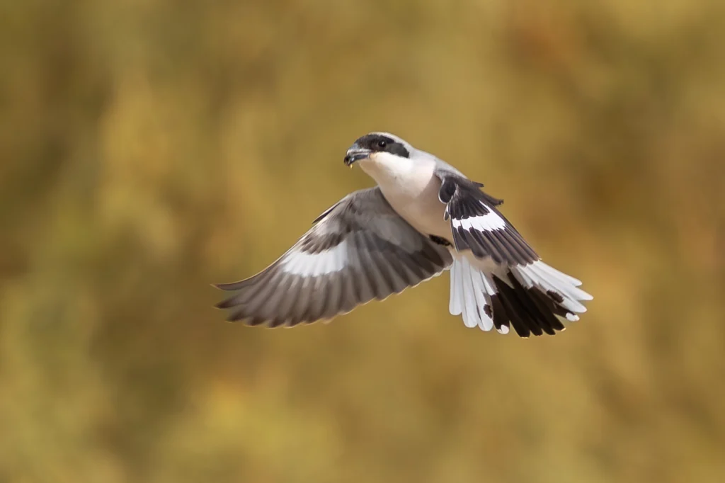 Lesser Grey Shrike2