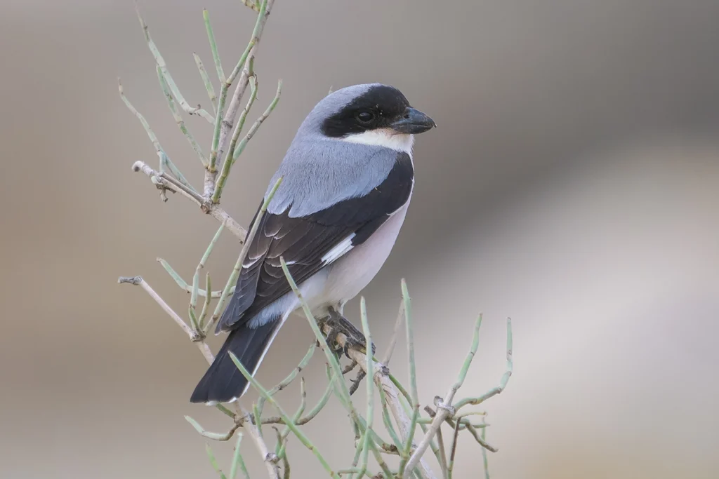 Lesser Grey Shrike3