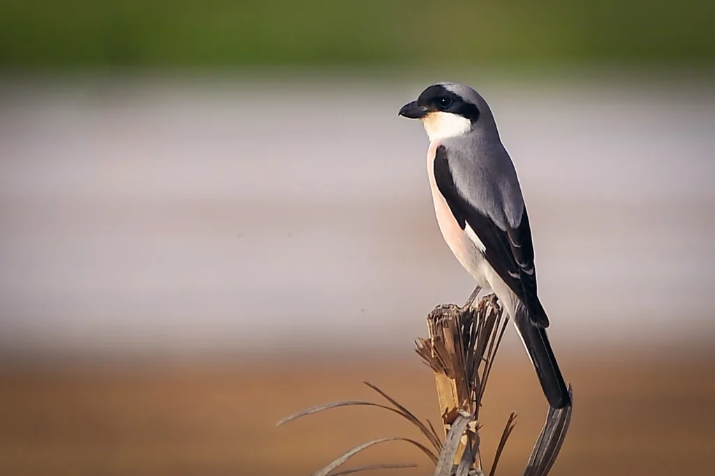 Lesser Grey Shrike4