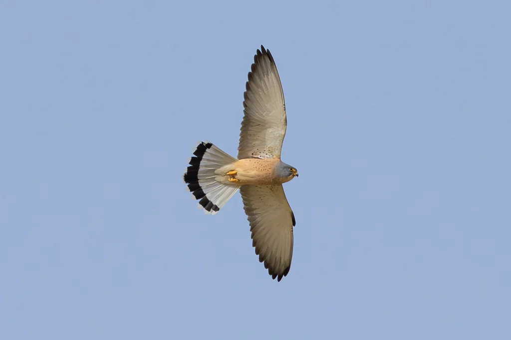 عُوَيْسِقٌ: صقر عويسق (Lesser Kestrel) في موسم العبور - تصوير فيصل هجول