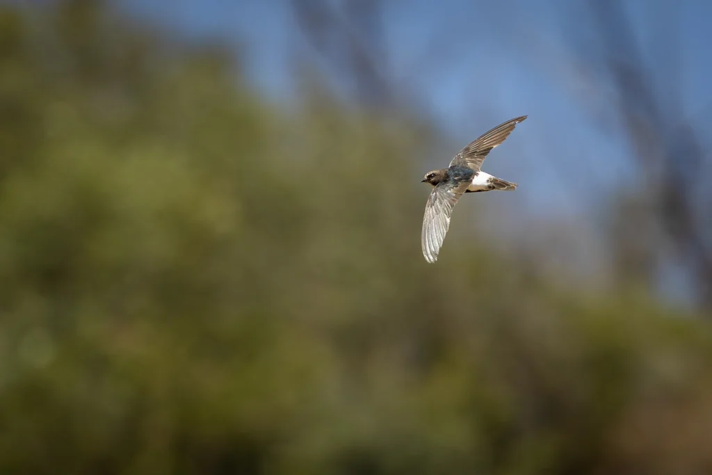 طائر السمامة الصغيرة (Little Swift) محلقاً، وتبرز البقعة البيضاء واضحة على منطقة العجز أسفل ظهره.