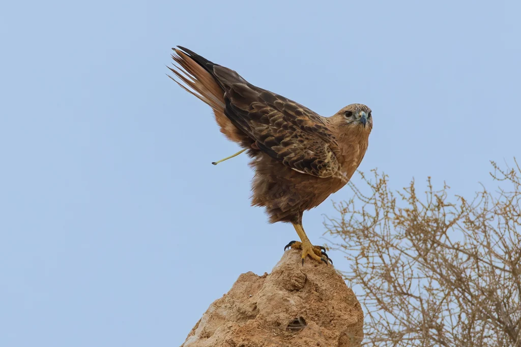 سَقَاوَةٌ: طائر السقاوة حوام طويل الساقين (Long-legged Buzzard) - تصوير فيصل هجول