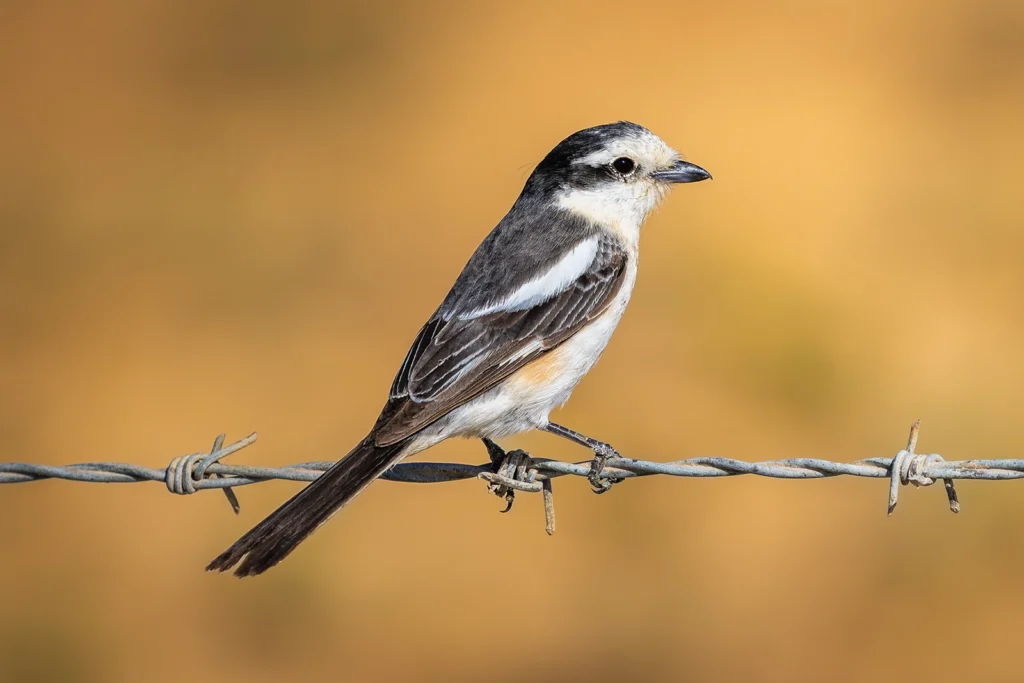 Masked Shrike
