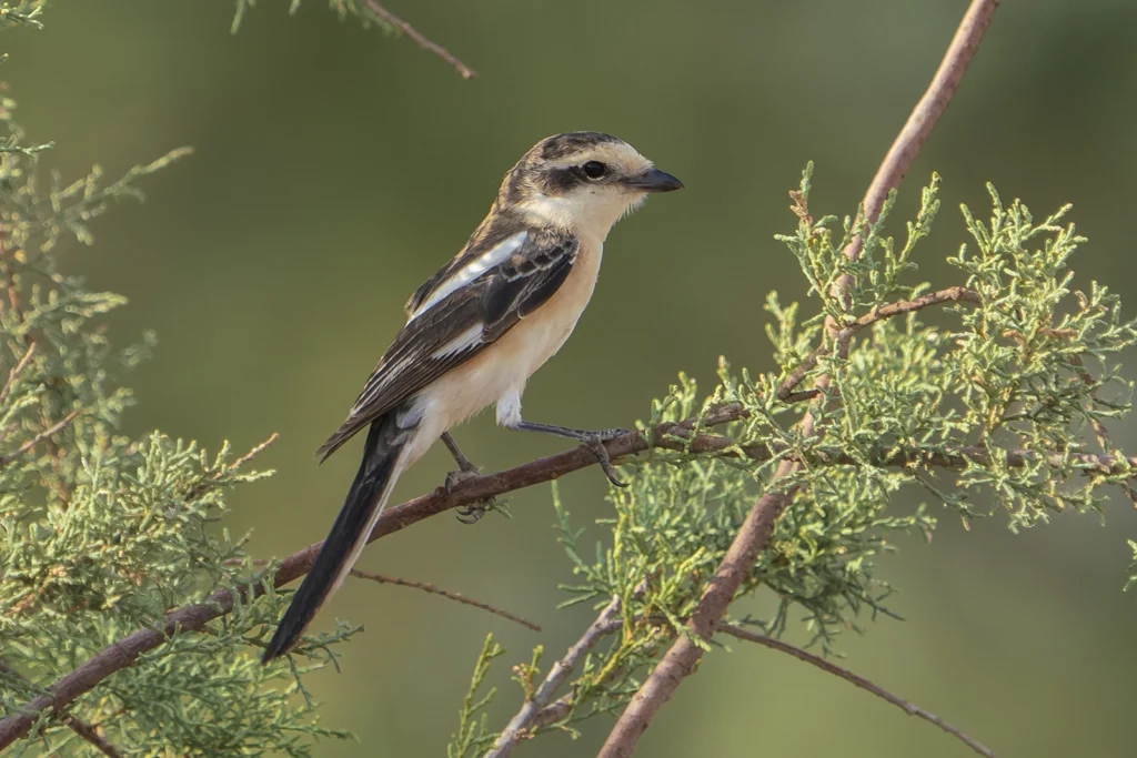 Masked Shrike2