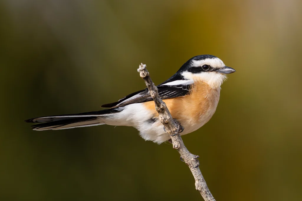 Masked Shrike3