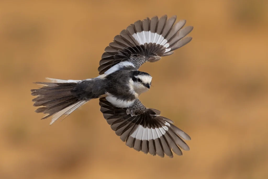 Masked Shrike4