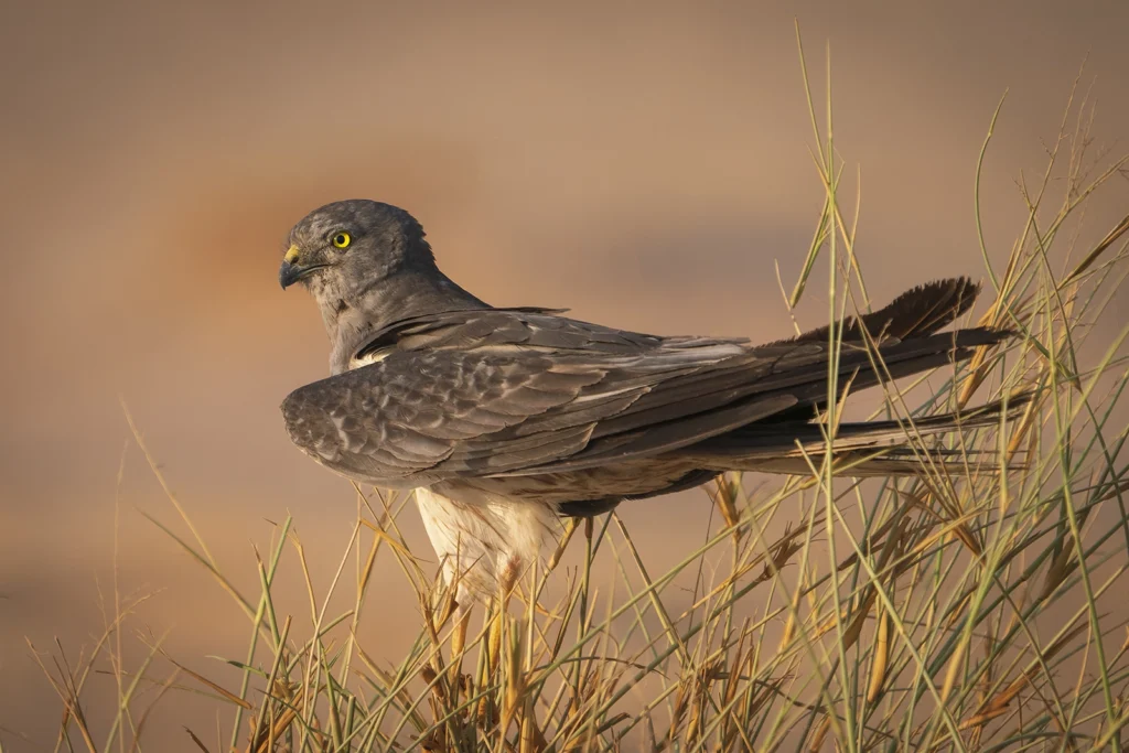 مُرْزَةٌ مُونْتِجُوِيَّة: مرزة مونتيجو (Montagu's Harrier) أثناء الهجرة - تصوير فيصل هجول