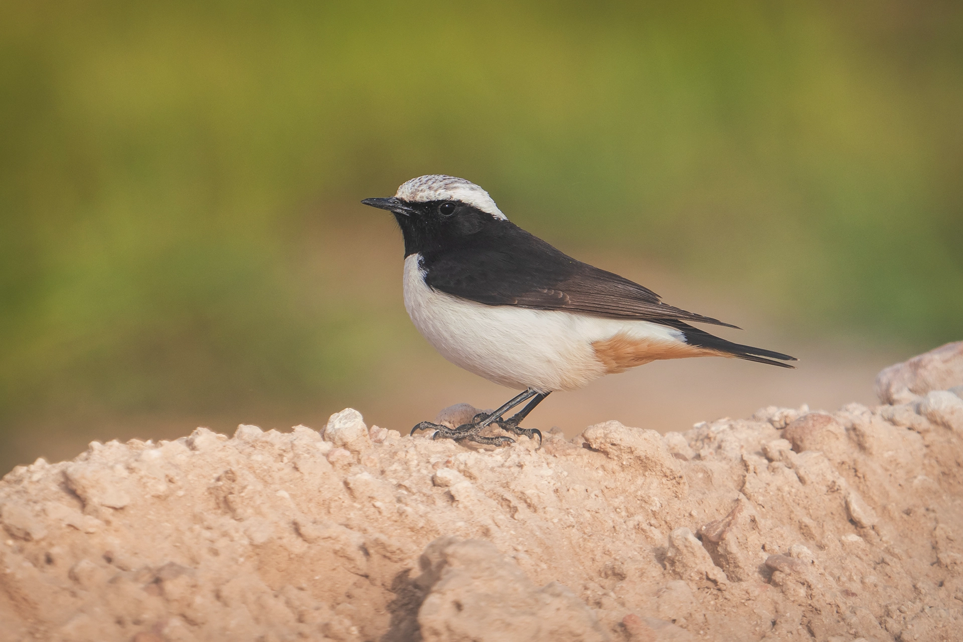 في أثر «الفَقاق» | رحلة توثيق 15 وجهاً لجنس «Oenanthe» 39 Mourning Wheatear