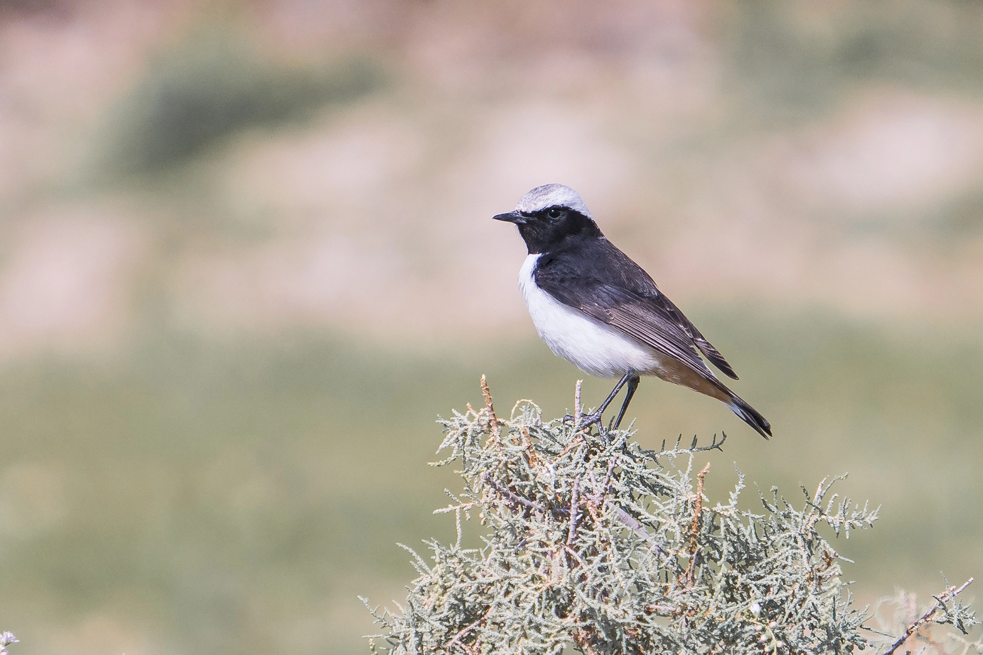 في أثر «الفَقاق» | رحلة توثيق 15 وجهاً لجنس «Oenanthe» 40 Mourning Wheatear2
