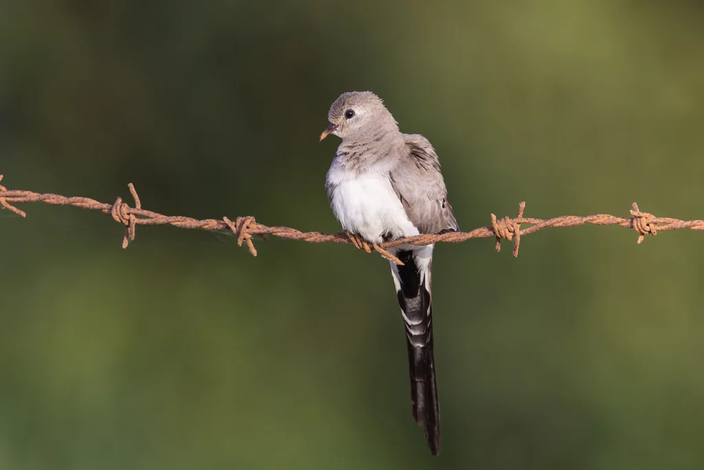 أنثى يمامة السهل الحمحم (Oena capensis) 