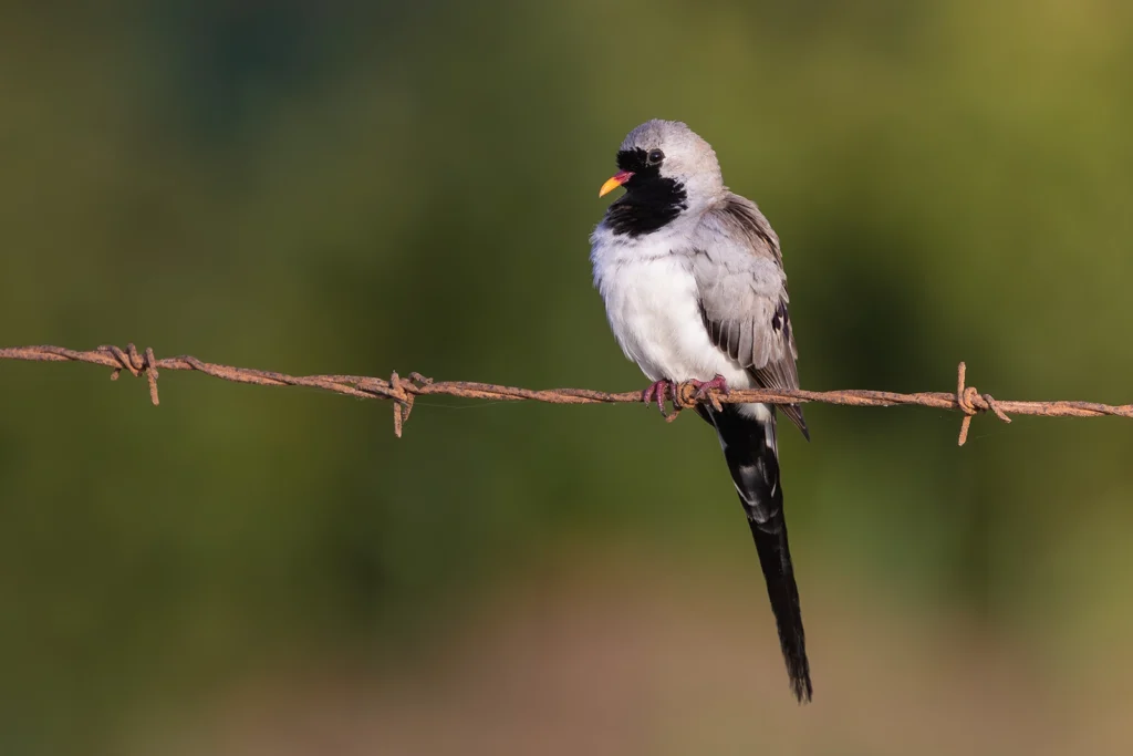 ذكر يمامة السهل الحمحم (Oena capensis) بقناعه الأسود وذيله الطويل مستقراً 