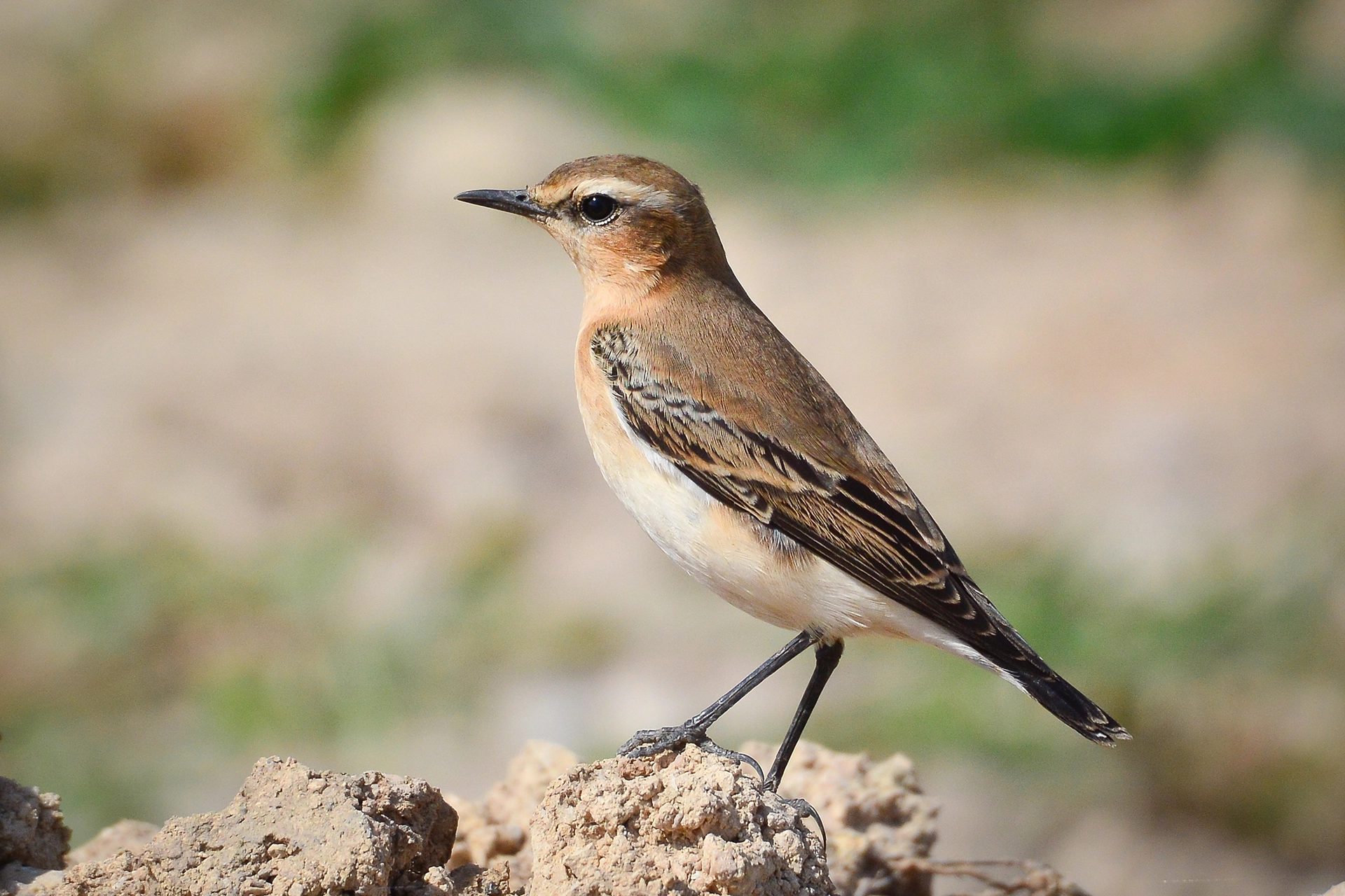 في أثر «الفَقاق» | رحلة توثيق 15 وجهاً لجنس «Oenanthe» 3 Northern Wheatear