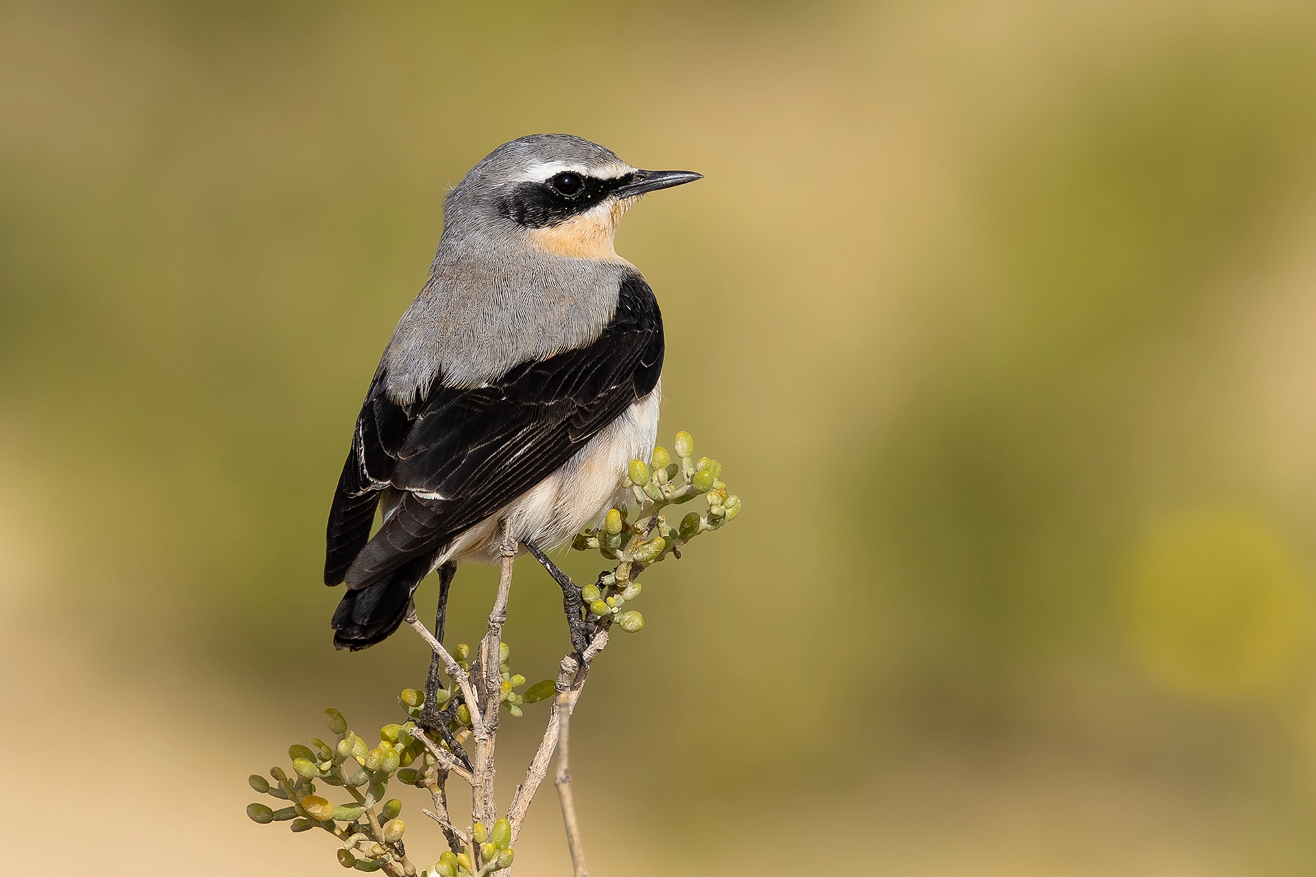 في أثر «الفَقاق» | رحلة توثيق 15 وجهاً لجنس «Oenanthe» 1 Northern Wheatear1