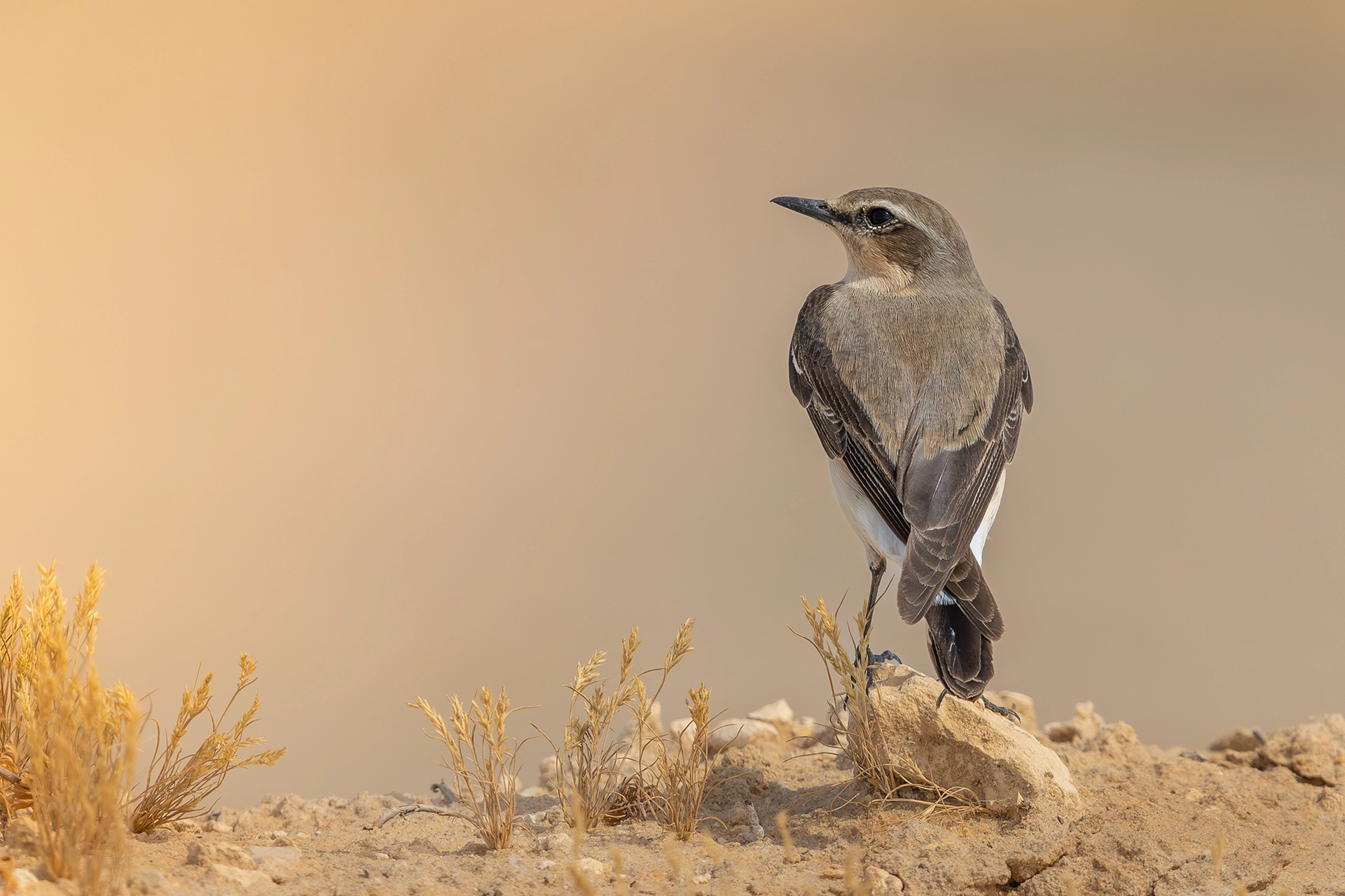 في أثر «الفَقاق» | رحلة توثيق 15 وجهاً لجنس «Oenanthe» 2 Northern Wheatear2