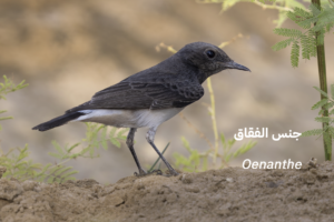 طيور 4 Oenanthe 1