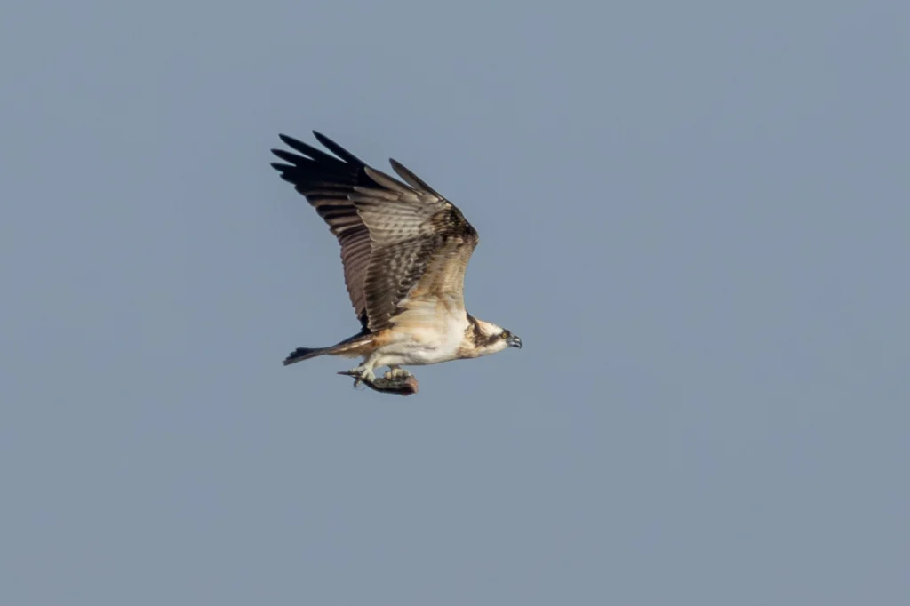 عُقَابٌ نُسَّارِيَّة غَرْبِيَّةٌ: عقاب نسارية غربية (Western Osprey) في المناطق الساحلية - تصوير فيصل هجول