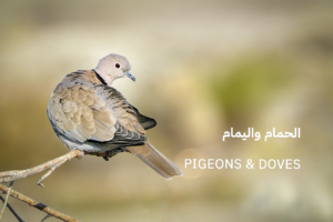 PIGEONS DOVES