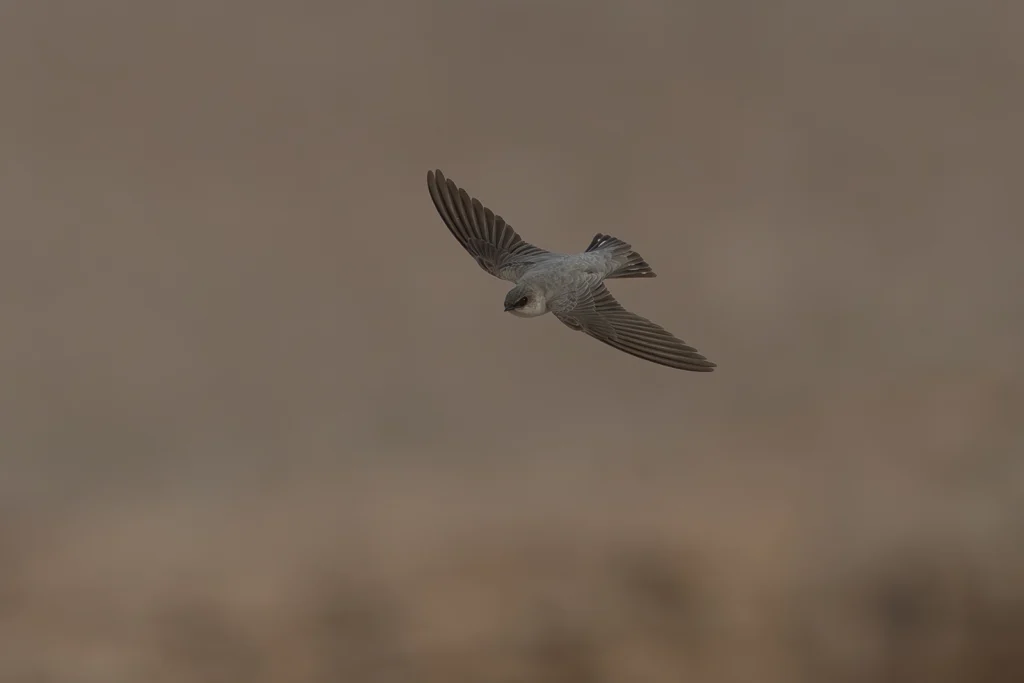 طائر العوهق الجرفي الفاتح (Pale Crag Martin) يطير، وتظهر البقع البيضاء المميزة على ريش ذيله. في منطقة جودة بمحافظة الأحساء