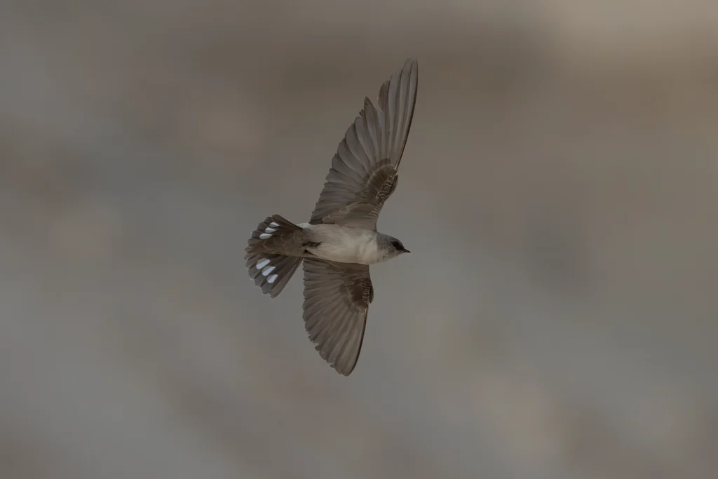 طائر العوهق الجرفي الفاتح (Pale Crag Martin) يطير، وتظهر البقع البيضاء المميزة على ريش ذيله. في منطقة جودة بمحافظة الأحساء